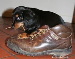 Puppy Preschool: Building Foundations for a Well‑Behaved Dog
