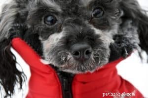 A Guide to Loving Your Dog: Tips for Building a Strong, Respectful Bond