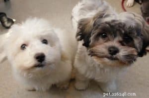 3 Expert Housebreaking Tips to Train Your New Puppy