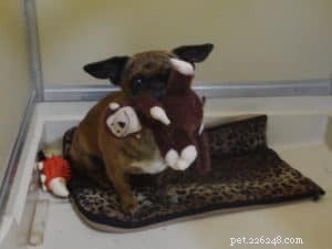 Why Puppy Training Matters: Building a Strong Bond with Your Dog
