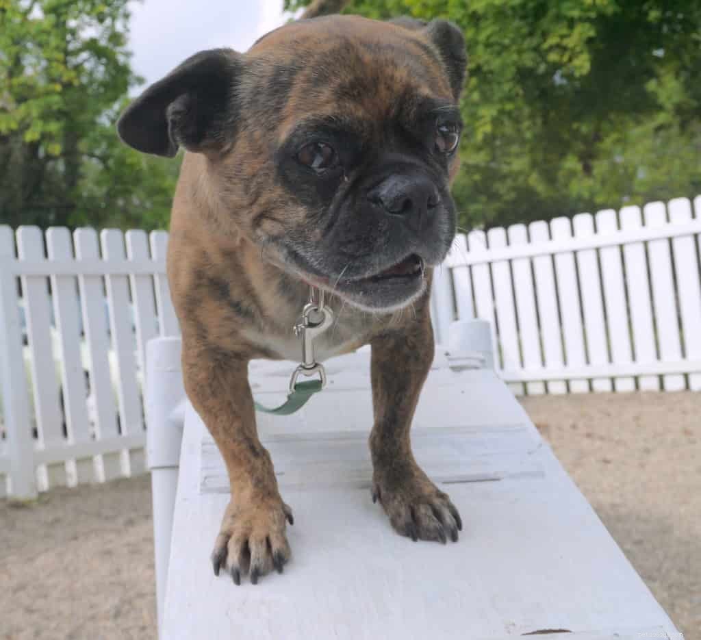 Why Puppy Training Matters: Building a Strong Bond with Your Dog
