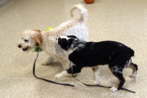 3 Proven Steps to Seamlessly Introduce Your Dog to a New Puppy
