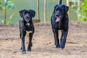 3 Proven Steps to Seamlessly Introduce Your Dog to a New Puppy