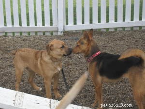 3 Proven Steps to Seamlessly Introduce Your Dog to a New Puppy