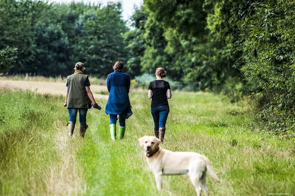Off‑Leash Freedom: Training, Not Breed, Determines Your Dog’s Independence