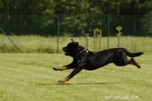 Off‑Leash Freedom: Training, Not Breed, Determines Your Dog’s Independence