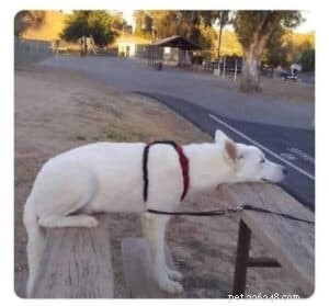 How to Teach Your Dog to Fetch: A Simple Step-by-Step Guide