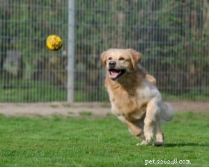 How to Teach Your Dog to Fetch: A Simple Step-by-Step Guide