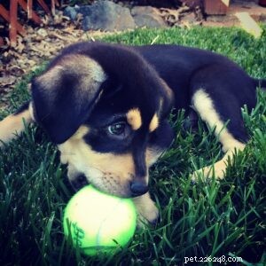 How to Teach Your Dog to Fetch: A Simple Step-by-Step Guide