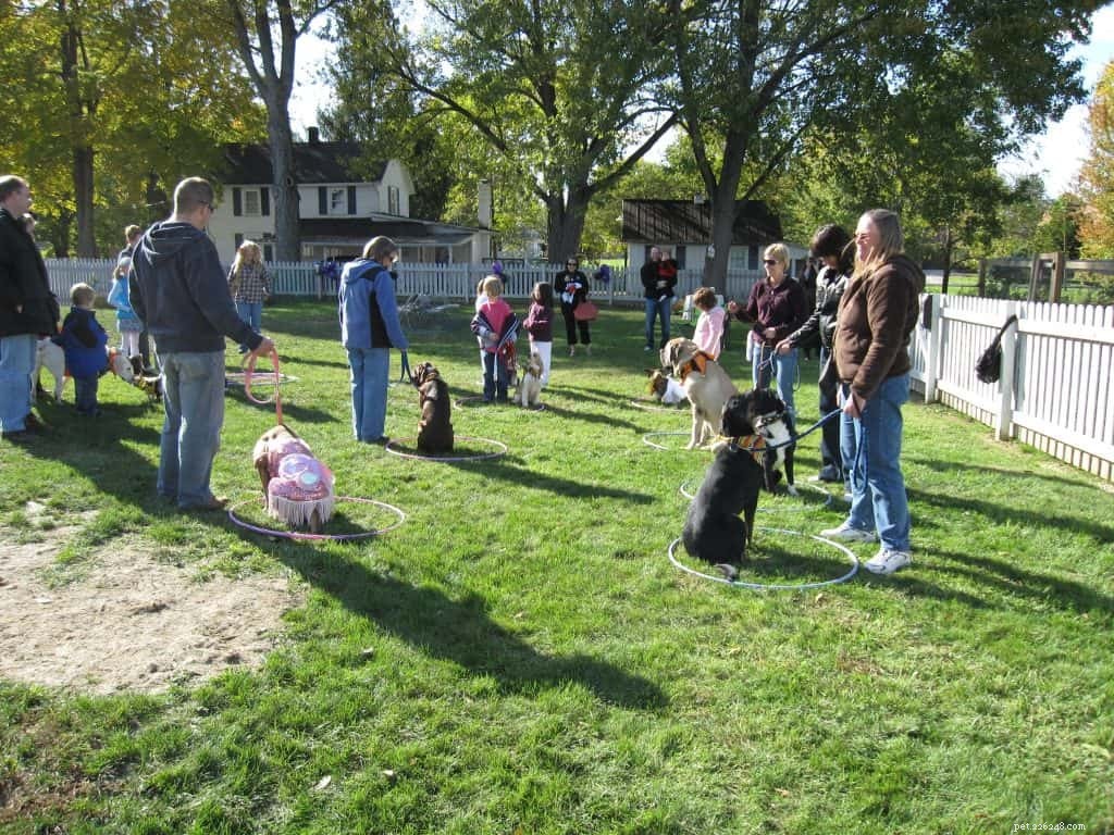 Master Dog Training Terminology: A Clear Guide for Owners