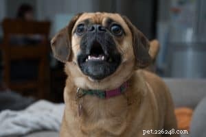 Master Dog Training Terminology: A Clear Guide for Owners