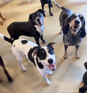 Master Dog Training Terminology: A Clear Guide for Owners