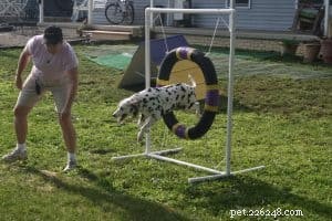 Master Dog Training Terminology: A Clear Guide for Owners