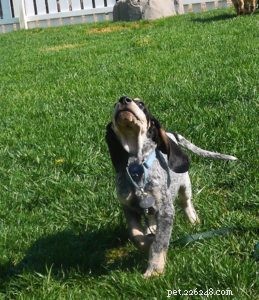 Unlocking How Dogs Learn: 3 Key Phases for Effective Training