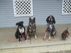 Unlocking How Dogs Learn: 3 Key Phases for Effective Training
