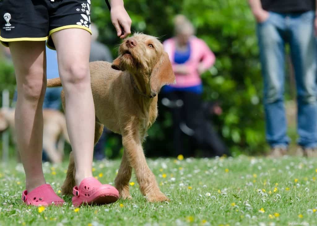 Why Every Dog Deserves Successful Obedience Training