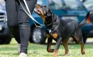 Why Every Dog Deserves Successful Obedience Training