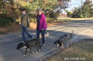 Unlocking Your Dog s Potential: The Key Motivator in Training