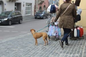 Unlocking Your Dog s Potential: The Key Motivator in Training