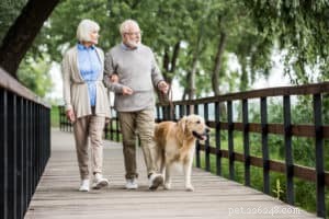 Unlocking Your Dog s Potential: The Key Motivator in Training