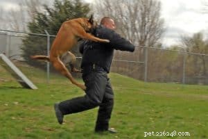 Effective Dog Training Without Treats: Proven Methods for Reliable Behavior