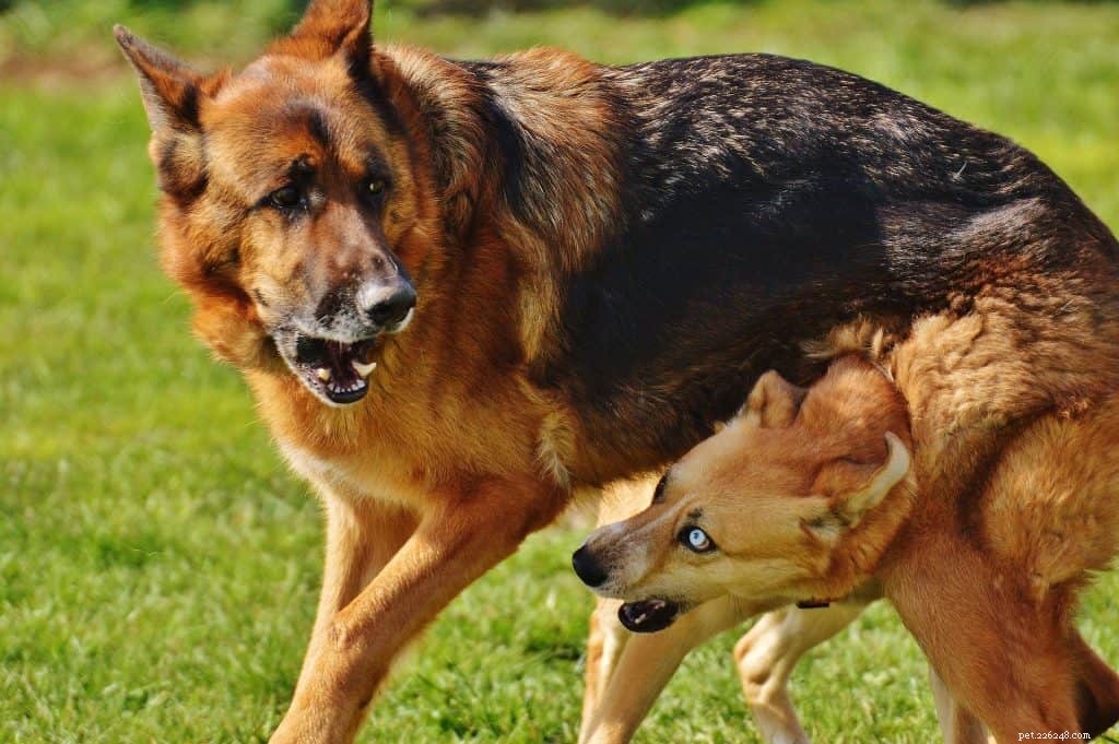 Mastering Pack Socialization: Expert Techniques for Urban Dogs