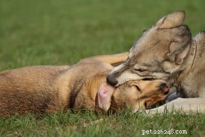 Mastering Pack Socialization: Expert Techniques for Urban Dogs