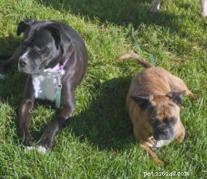 Strengthen Your Relationship: Proven Ways to Bond Deeply with Your Dog