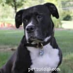 5 Proven Techniques to Pet Your Dog for a Stronger Bond