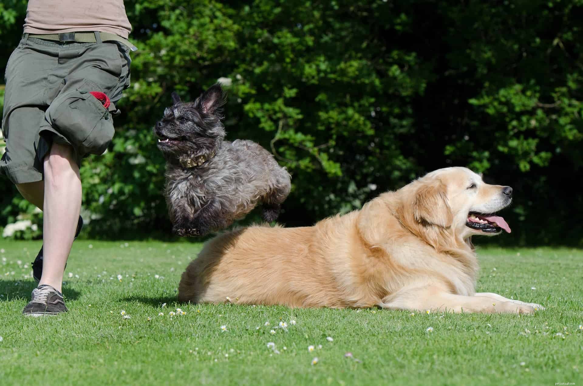 15 Essential Dog Training Tips You Can t Miss – Part 2