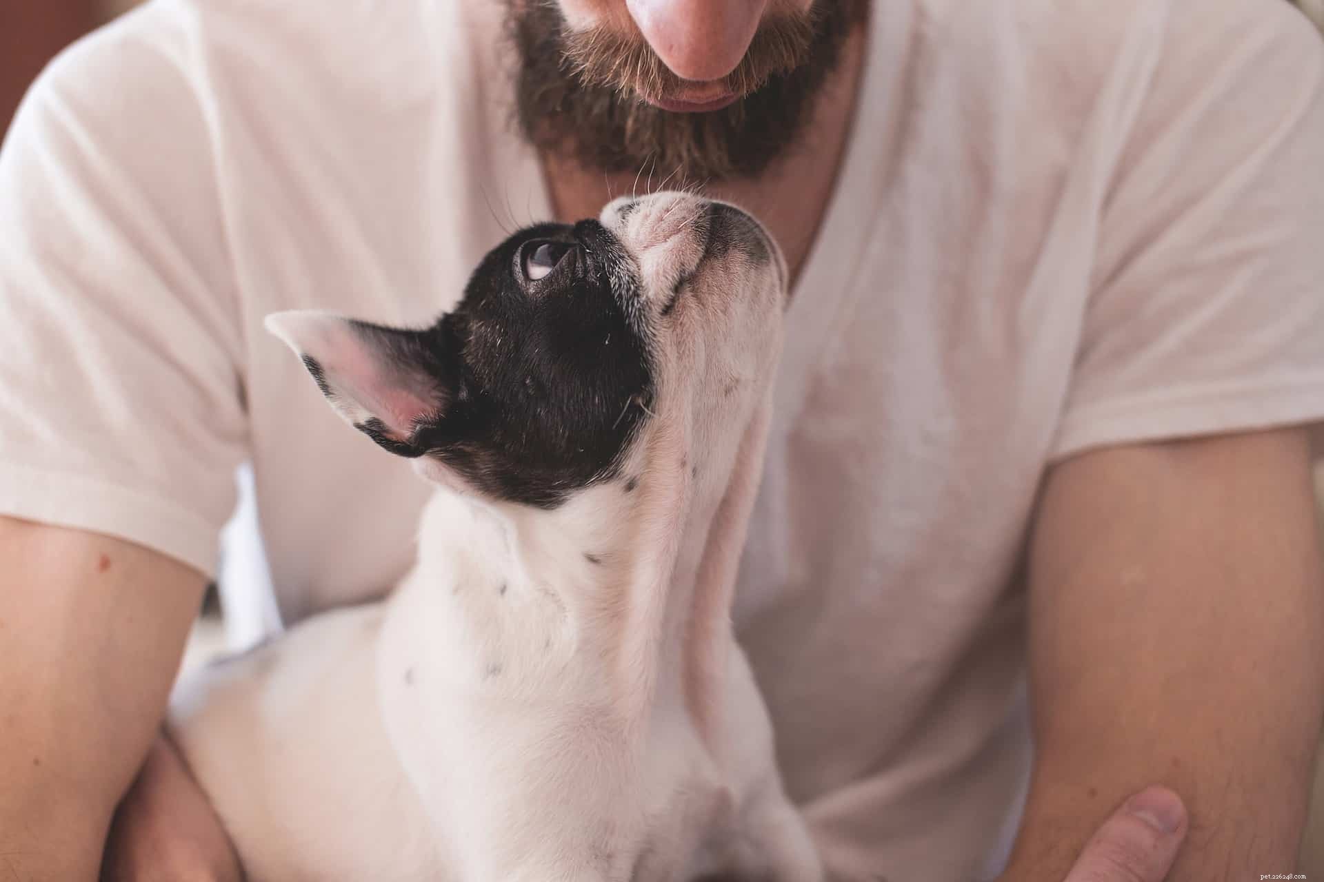 Mastering Positive Reinforcement: Easy Ways to Praise Your Dog