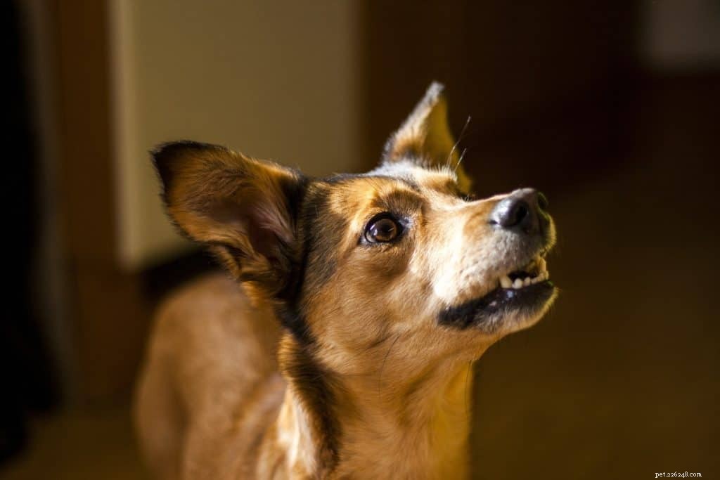 4 Proven Tactics to Transform Your Dog Training Motivation
