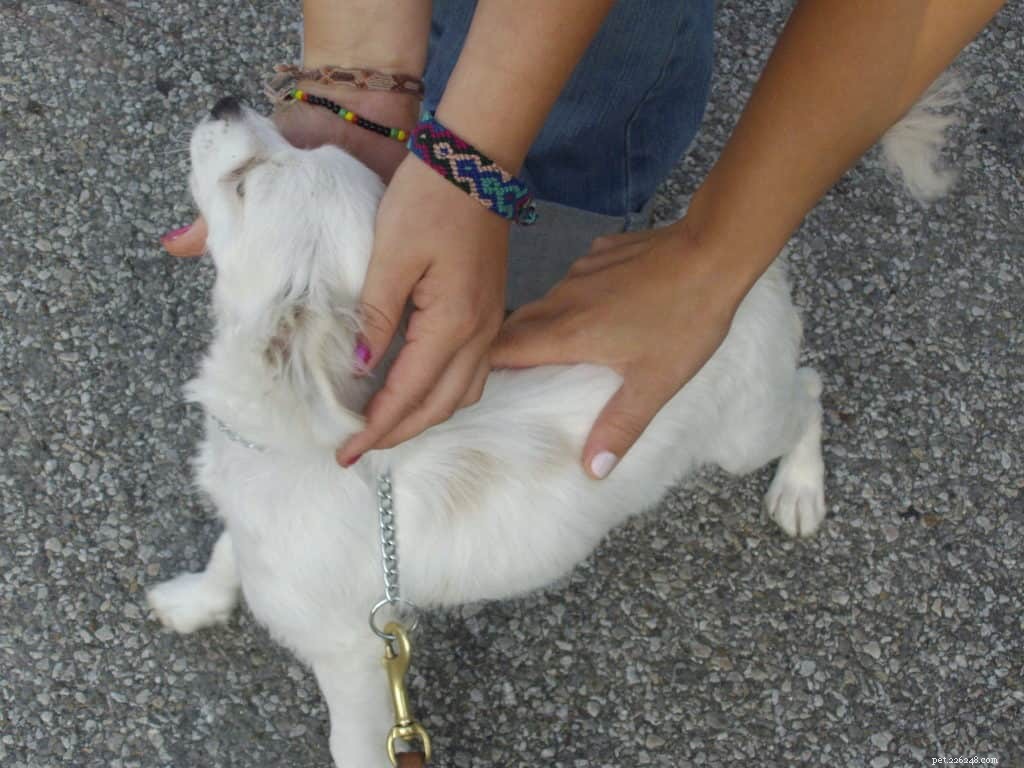 Praising Your Dog Beats Treats: Strengthen Bond & Motivation