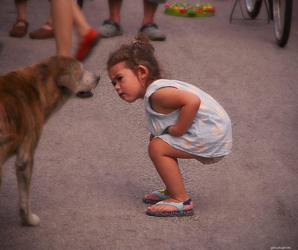 Four Proven Techniques to Boost Your Dog s Learning