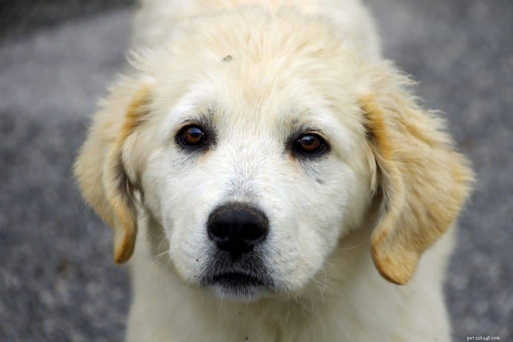 Boost Your Dog’s Confidence with Easy, Expert-Backed Tips