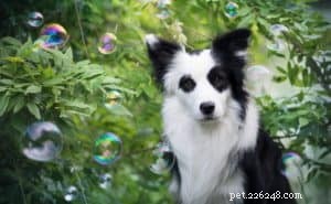 Boost Your Dog’s Confidence with Easy, Expert-Backed Tips