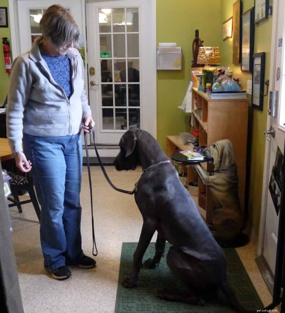 5 Essential Tips to Prepare Your Dog for Training Sessions
