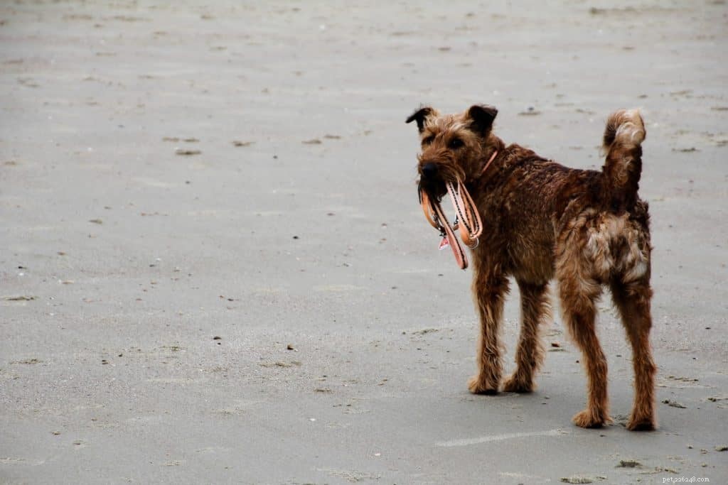 Teach Your Dog the Leash Trick: Simple Steps to Have Them Fetch It on Command