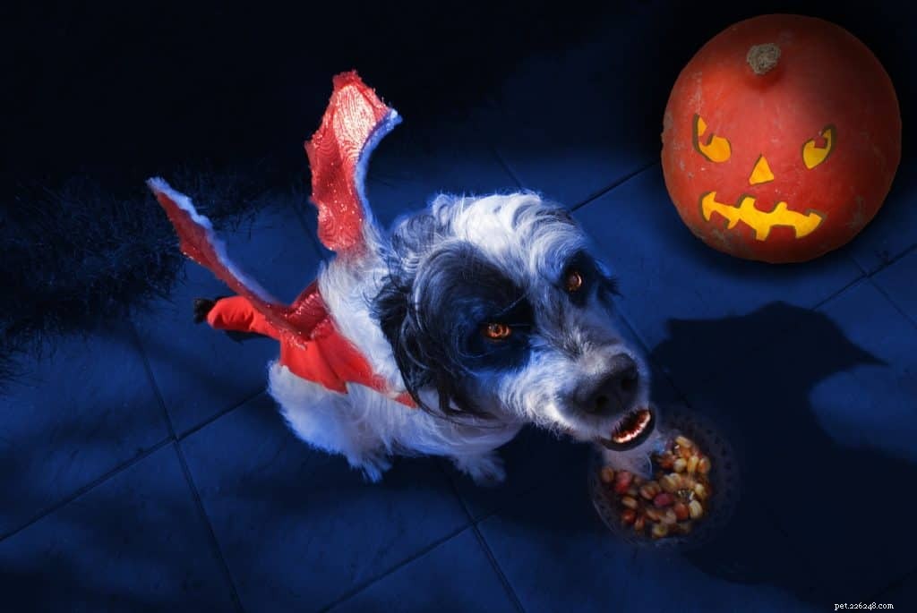 Celebrate Halloween Safely: A Guide to Treating Your Dog Right