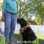 Celebrate Halloween Safely: A Guide to Treating Your Dog Right