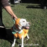 Celebrate Halloween Safely: A Guide to Treating Your Dog Right