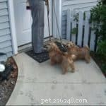 Celebrate Halloween Safely: A Guide to Treating Your Dog Right