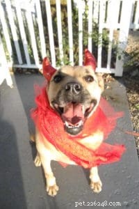 Celebrate Halloween Safely: A Guide to Treating Your Dog Right