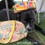 Prevent Bad Habits in Your Puppy: Proven Training Techniques