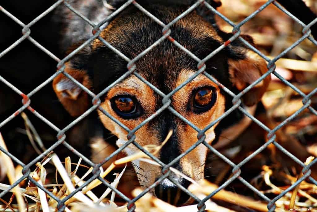 Essential Training for Rescue Dogs: Build Confidence & Smooth Integration
