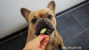 Puppy Training 101: Mastering Basic Commands for a Well‑Behaved Companion