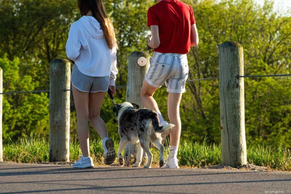 Effective Proofing Techniques for Positive Dog Obedience