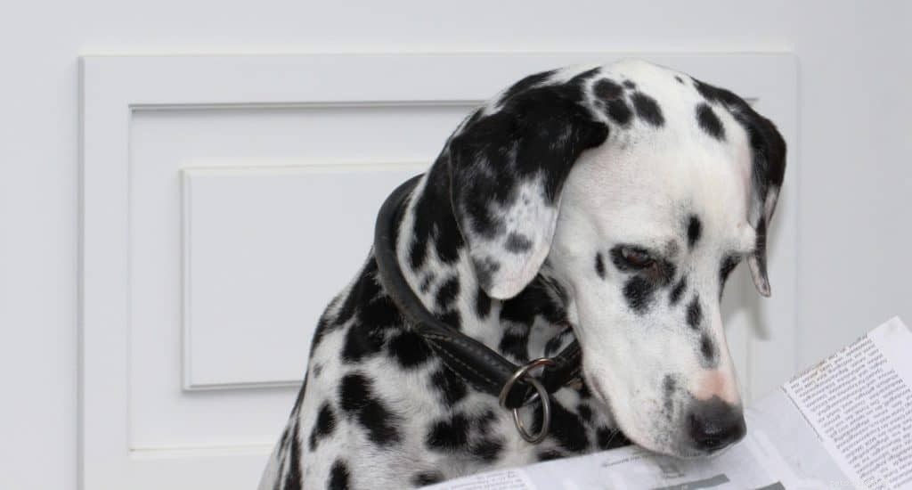 Teach Your Dog to Fetch the Newspaper: A Step‑by‑Step Training Guide