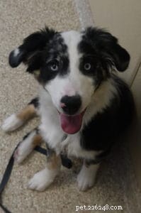 How to Socialize Your New Puppy: A Complete Guide
