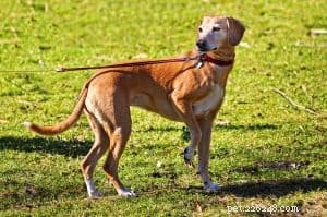Choosing the Right Dog Leash: Expert Guide to Training and Safety